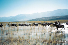 USA-California-Owens Valley Horse Drive